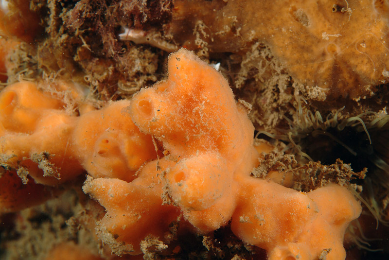 Haliclona ?